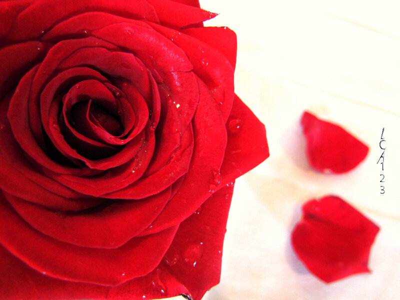 Red Rose with Petals — Serene, Photograph