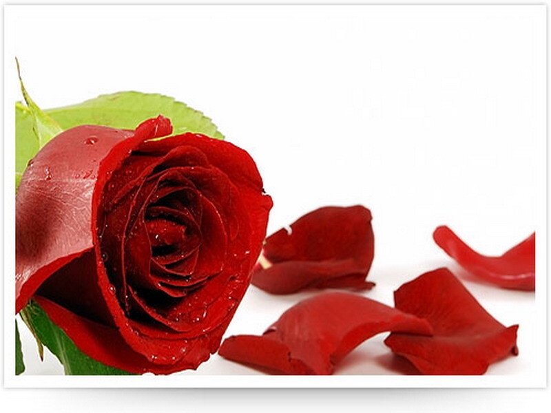 Red rose with petals