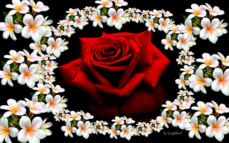 Red Rose with Plumeria