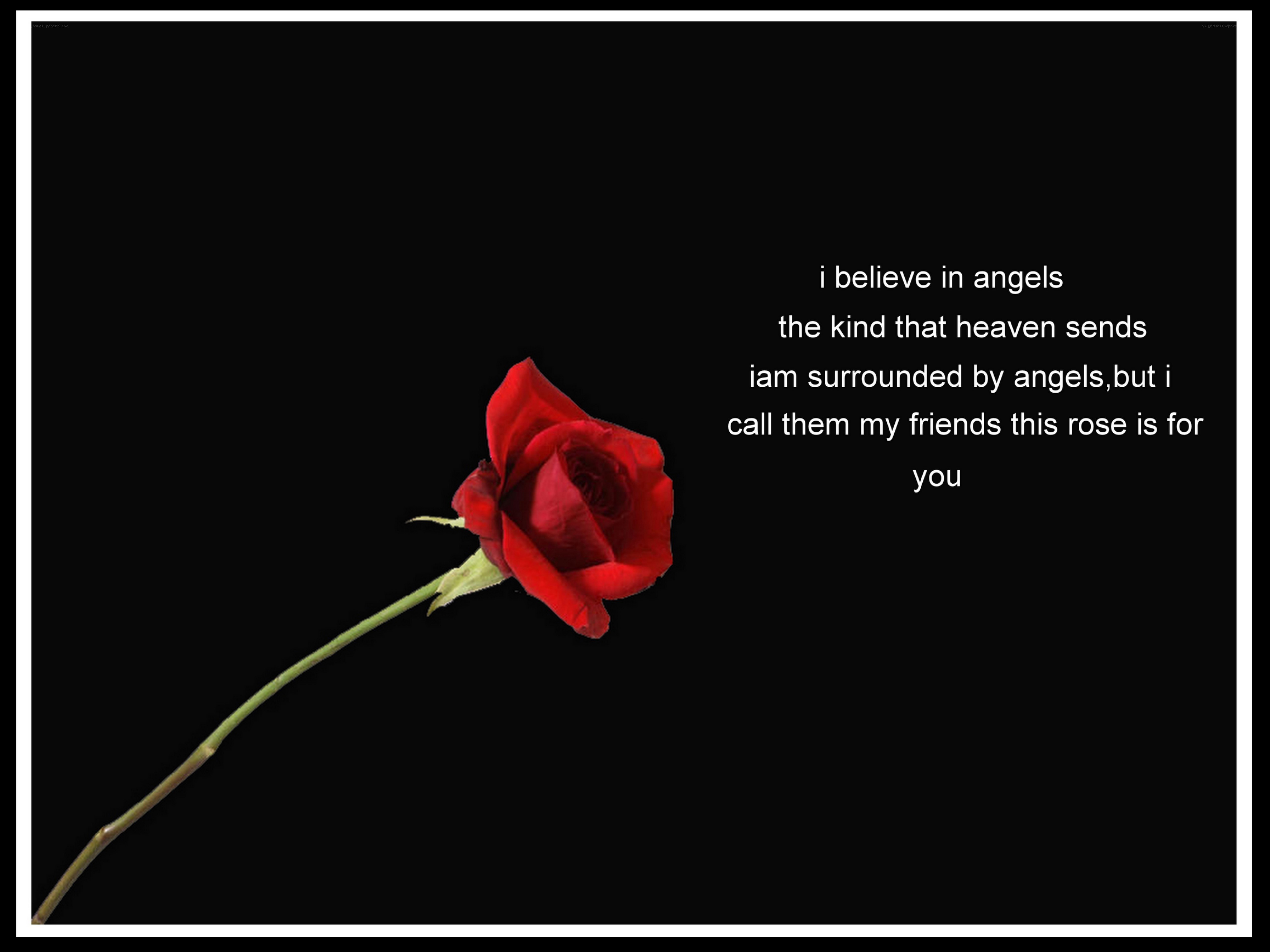 Red rose with poem