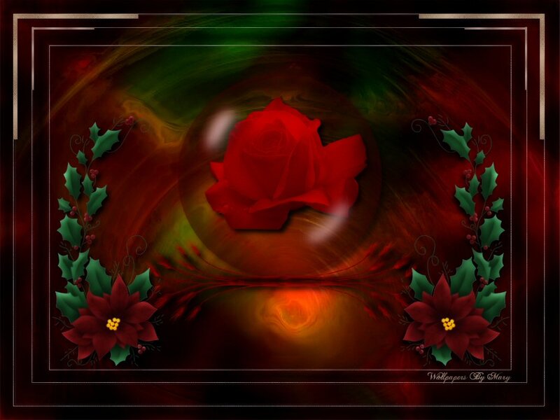 Red Rose with Poinsettias