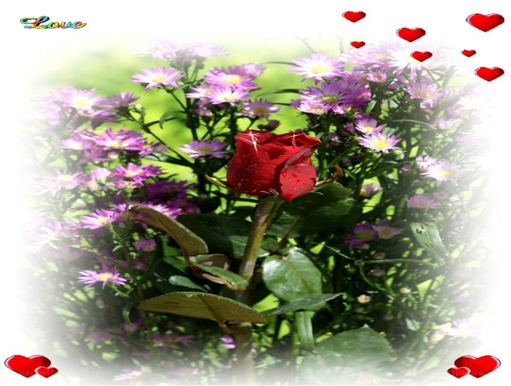 red rose with purple flowers