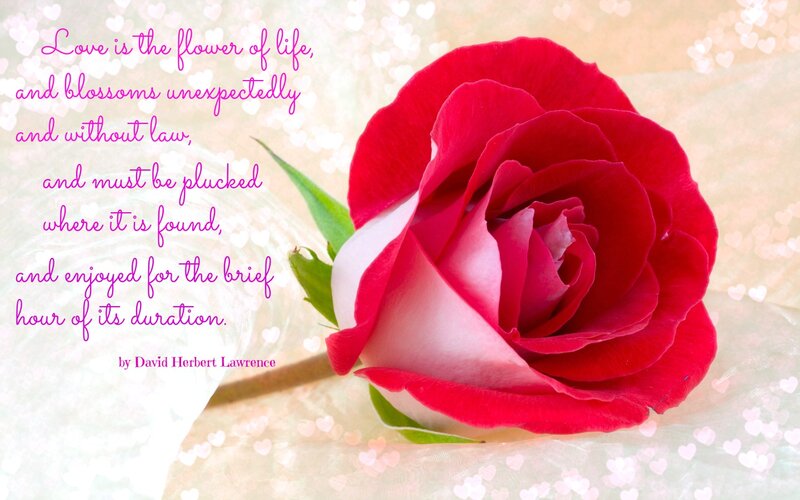 Red Rose with Quote — Romantic
