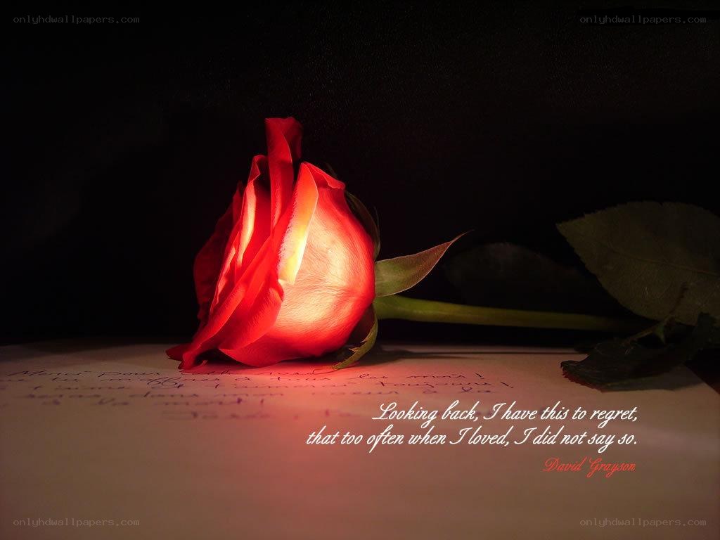 Red rose with quote