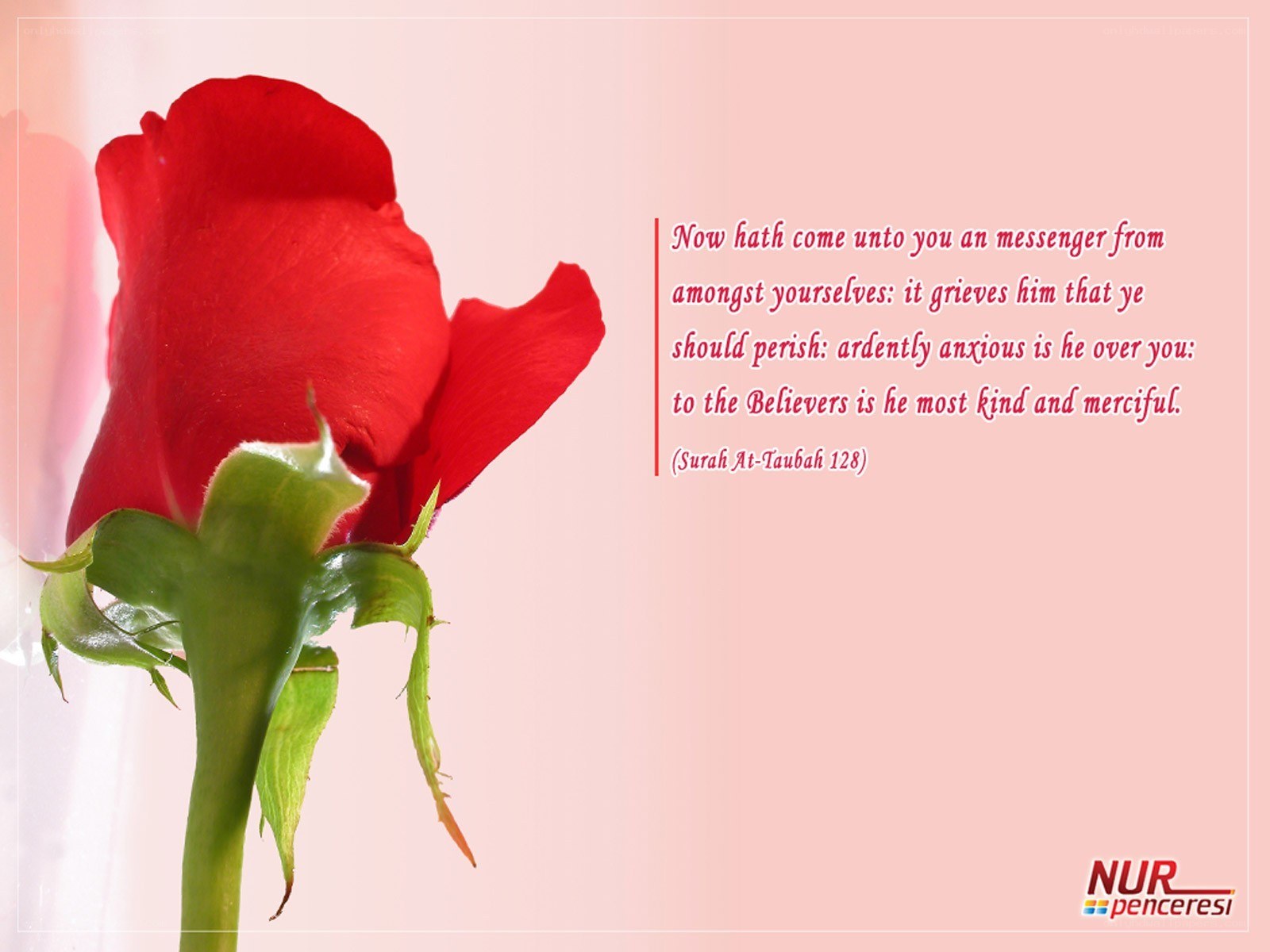 Red rose with Quranic verse