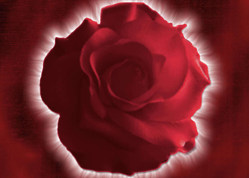 Red rose with radiant glow