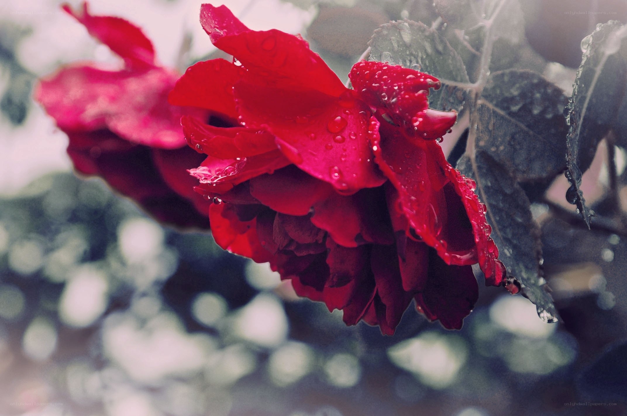 Red rose with raindrops