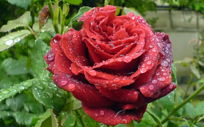 Red rose with raindrops
