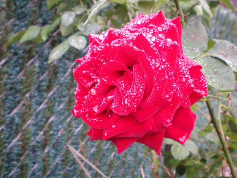 Red rose with raindrops