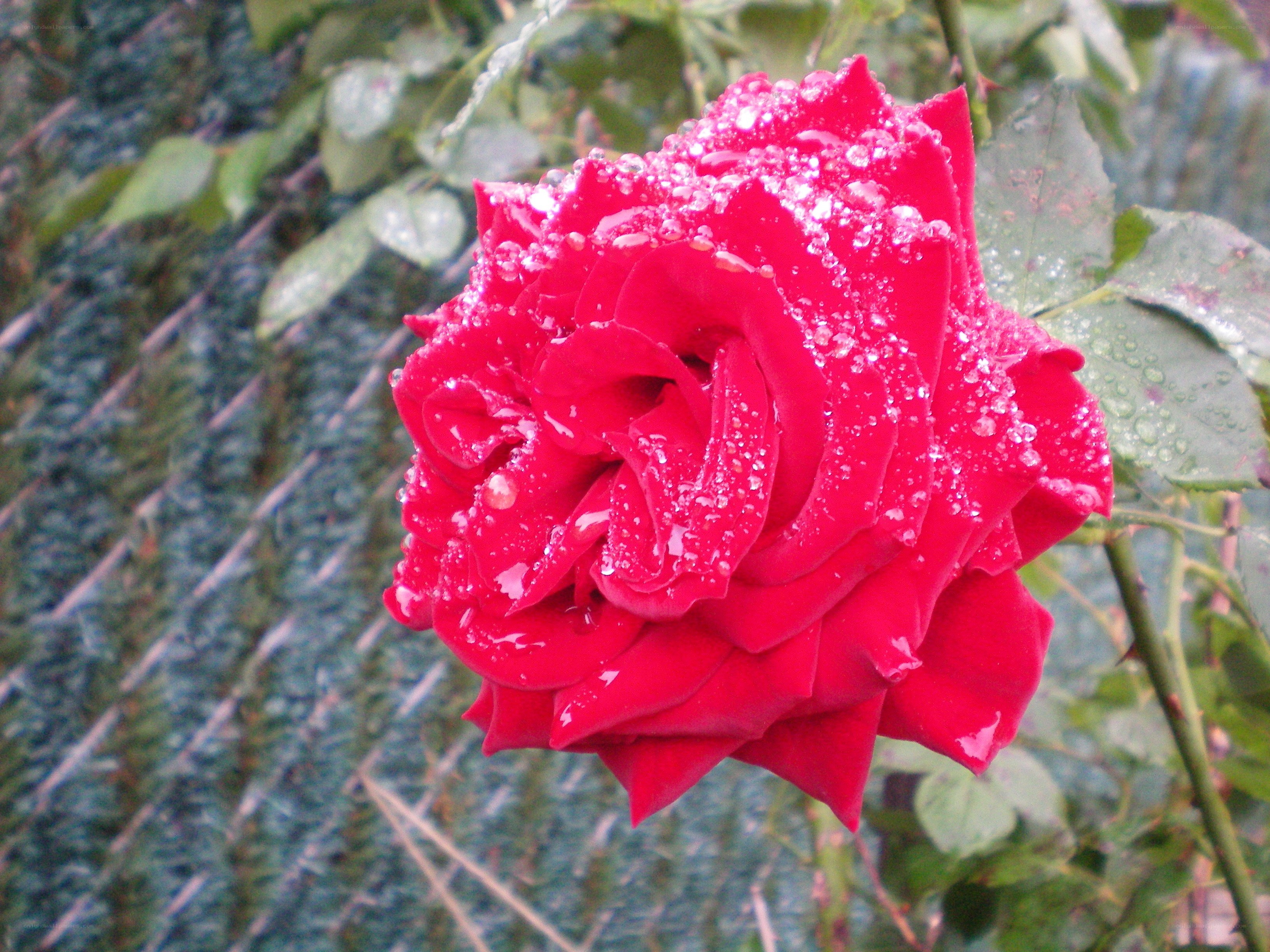 Red rose with raindrops