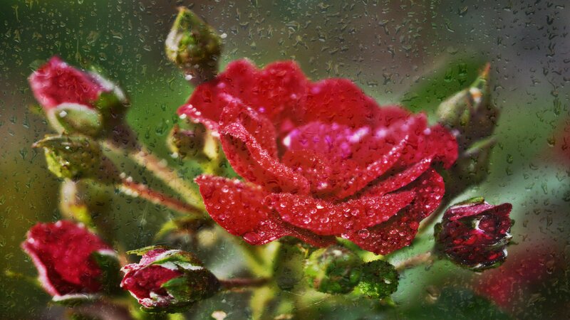 Red Rose with Raindrops — Moody