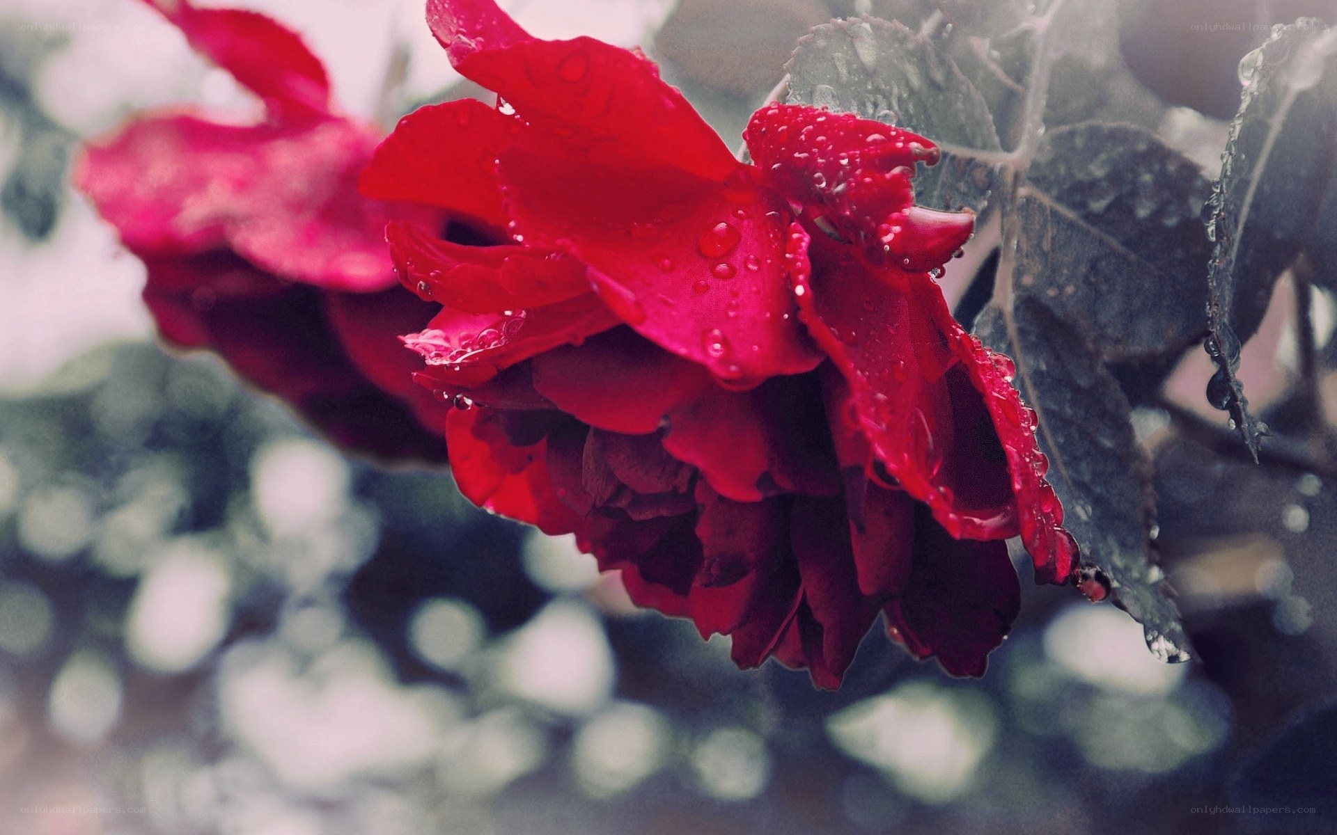 red rose with raindrops