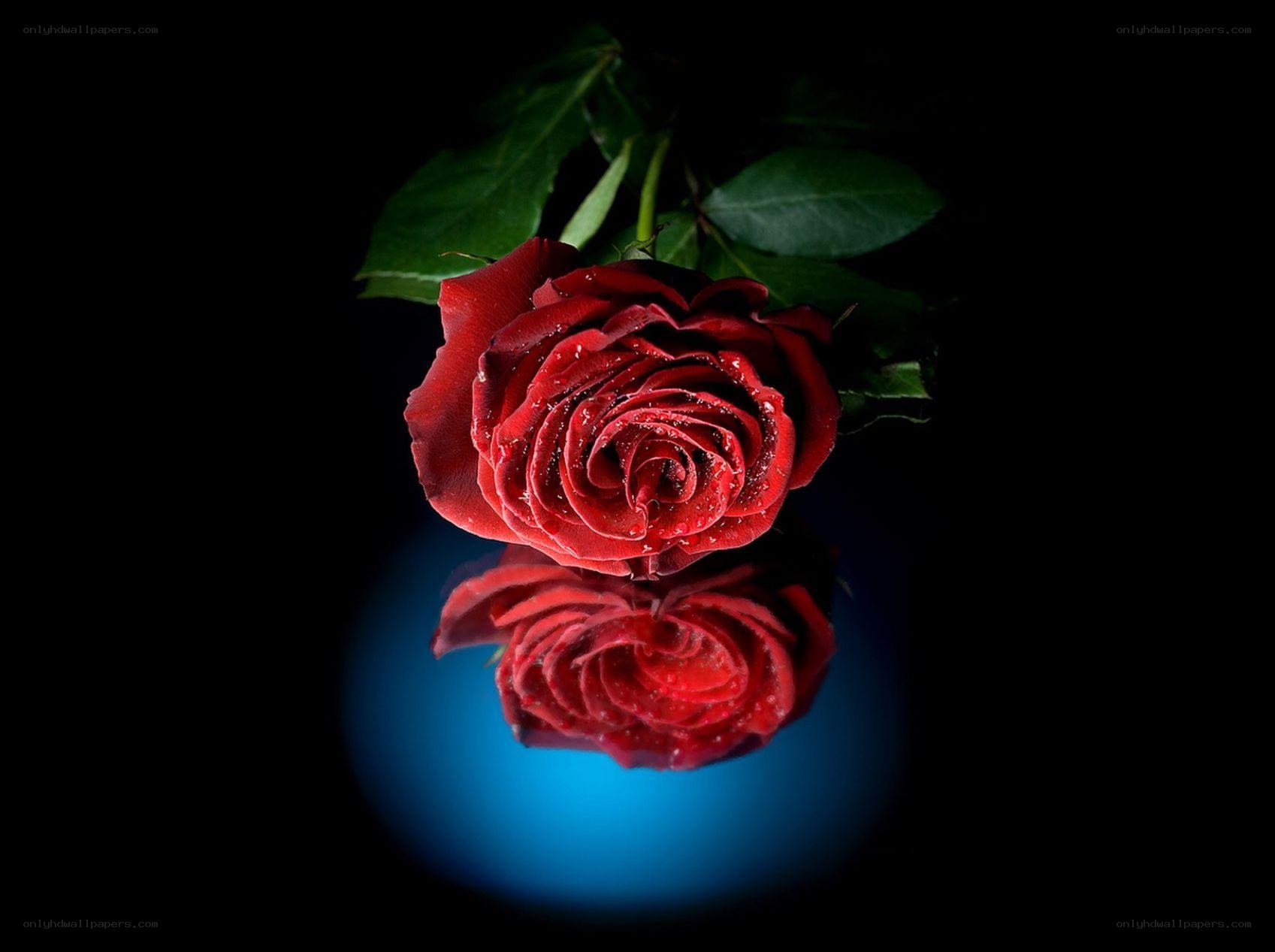 Red rose with reflection