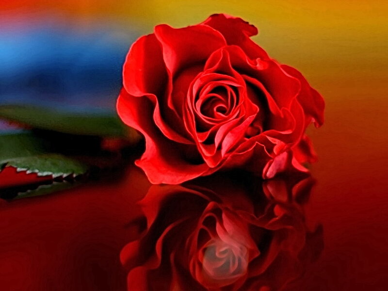 Red rose with reflection