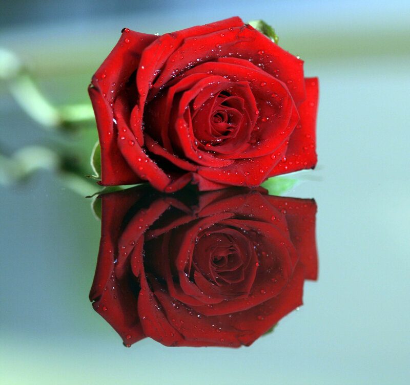 Red Rose with Reflection — Calm