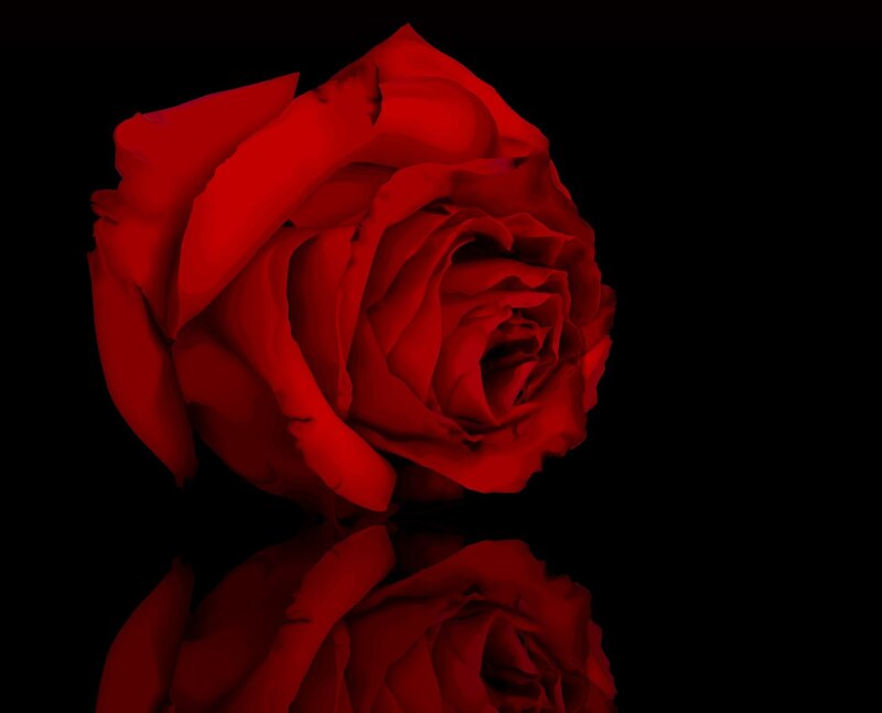Red Rose with Reflection — Dramatic, Photograph, Black