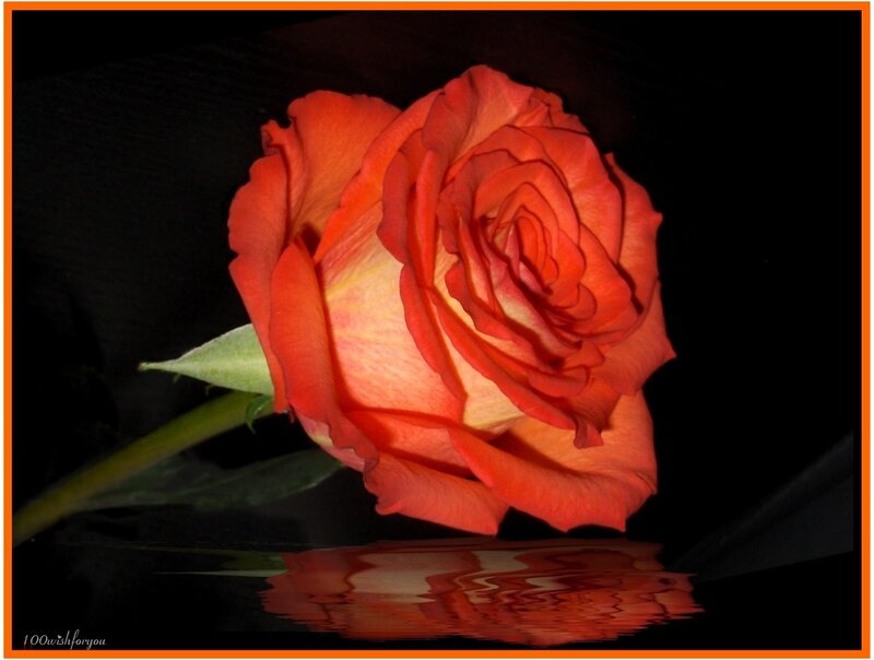 Red Rose with Reflection — Dramatic, Photograph, Stem