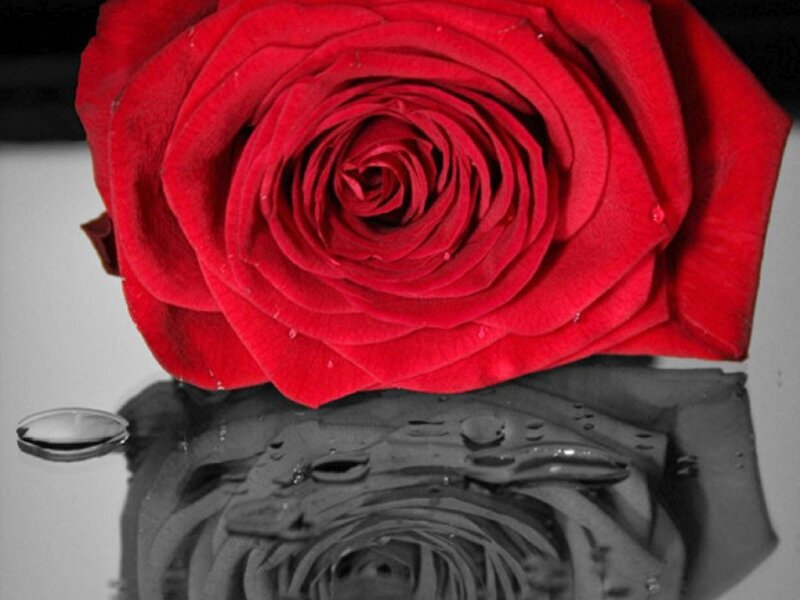 Red Rose with Reflection — Dramatic, Photograph
