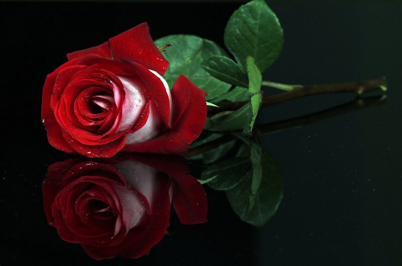 Red Rose with Reflection — Dramatic