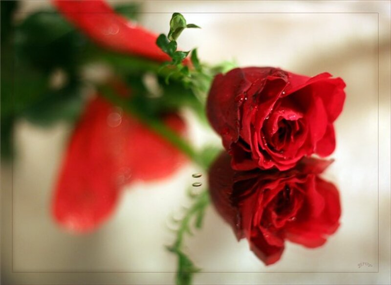 Red Rose with Reflection — Serene