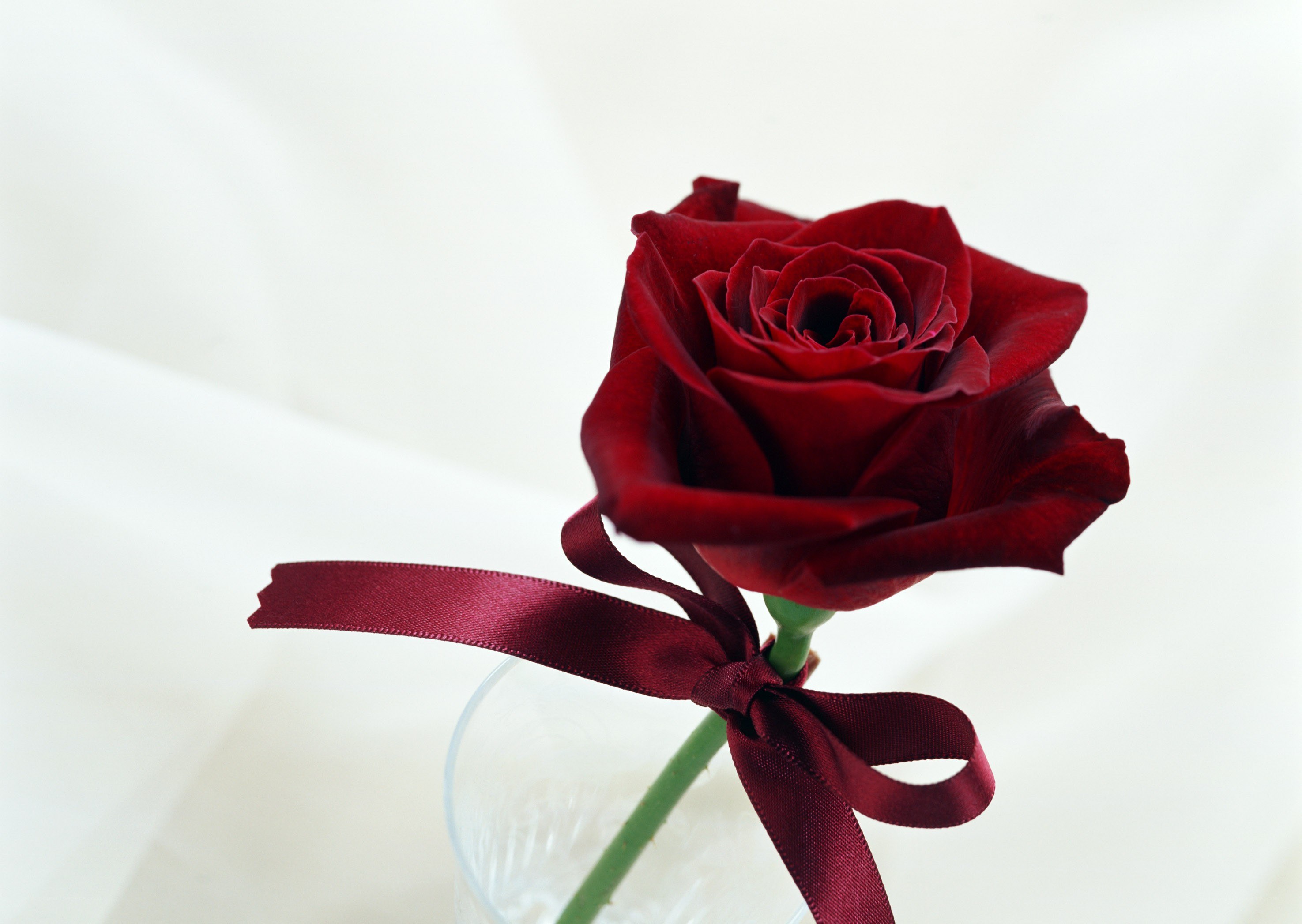 Red rose with ribbon