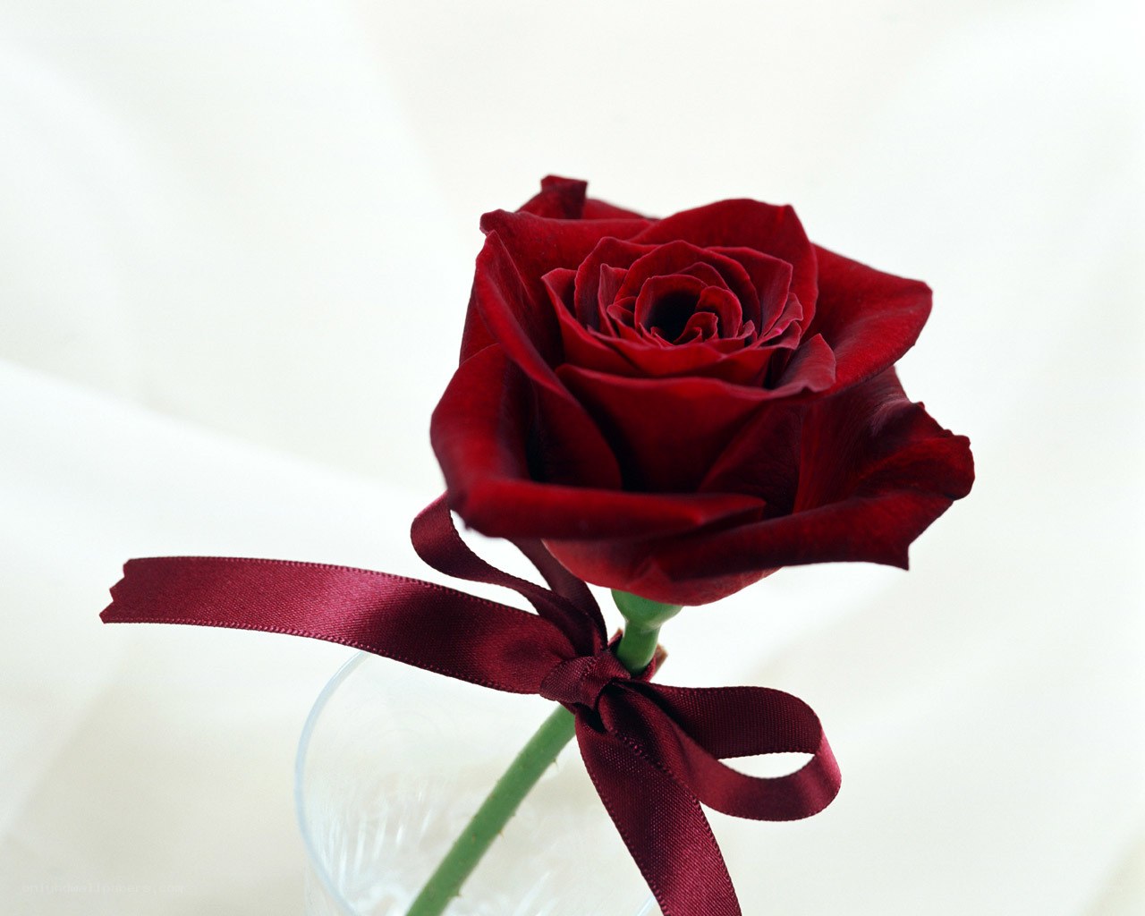 Red rose with ribbon