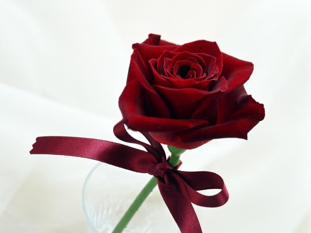 Red rose with ribbon