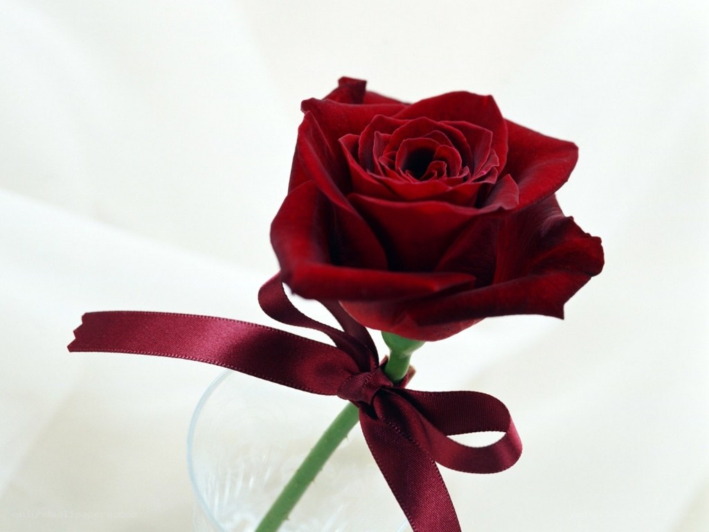 Red rose with ribbon