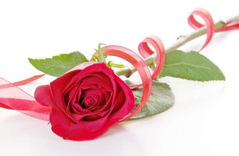 Red Rose with Ribbon — Calm, Photograph