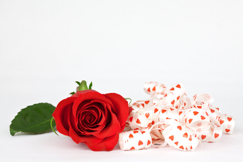 Red Rose with Ribbon — Calm