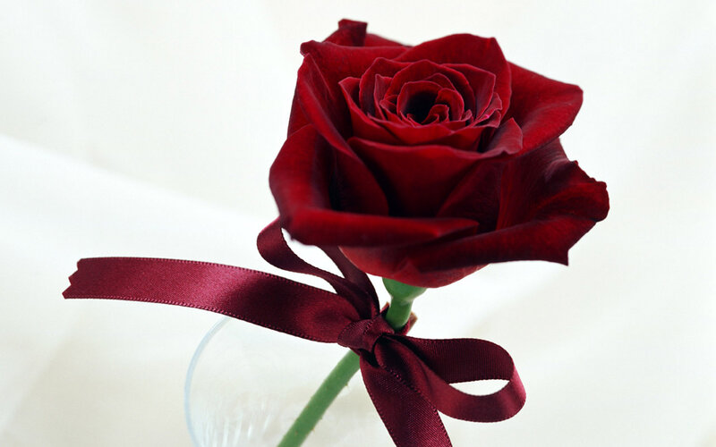 Red Rose with Ribbon — Romantic
