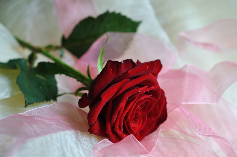 Red Rose with Ribbon — Serene, Photograph, Green Leaves