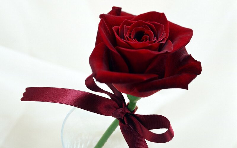 Red Rose with Ribbon — Serene, Photograph