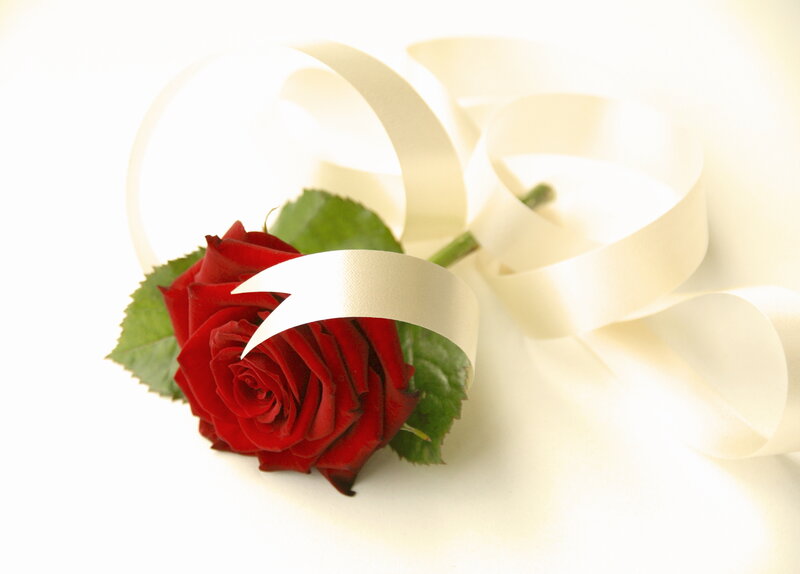 Red Rose with Ribbon — Serene
