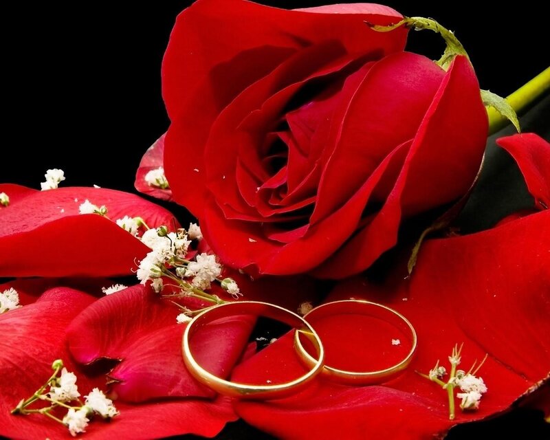 Red Rose with Rings — Romantic, Photograph