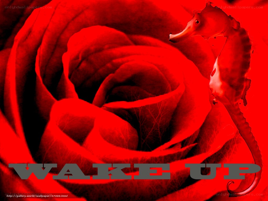 red rose with seahorse