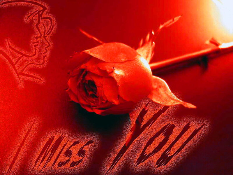 Red Rose with Silhouette