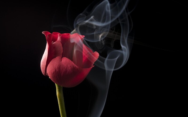 Red rose with smoke
