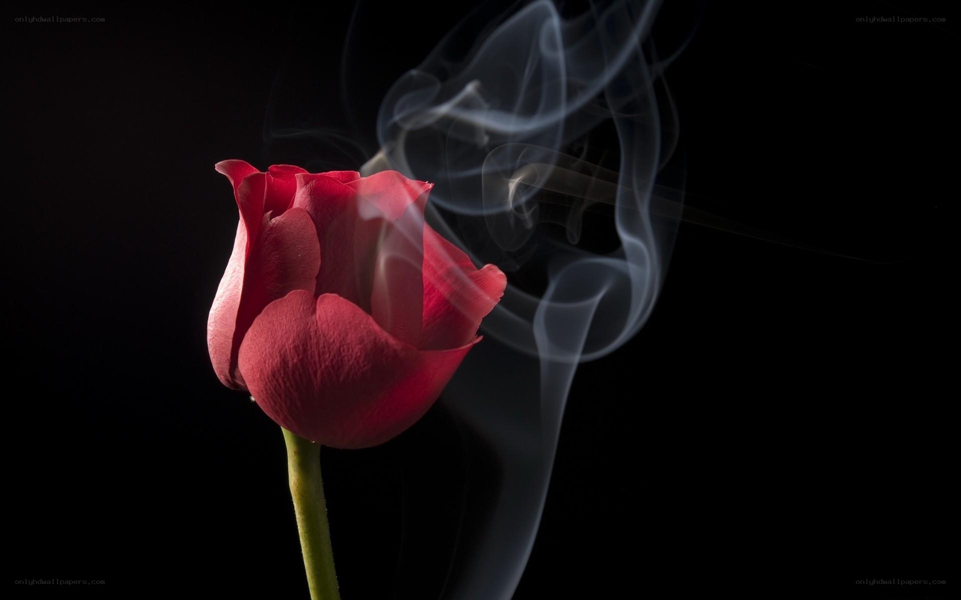 Red rose with smoke
