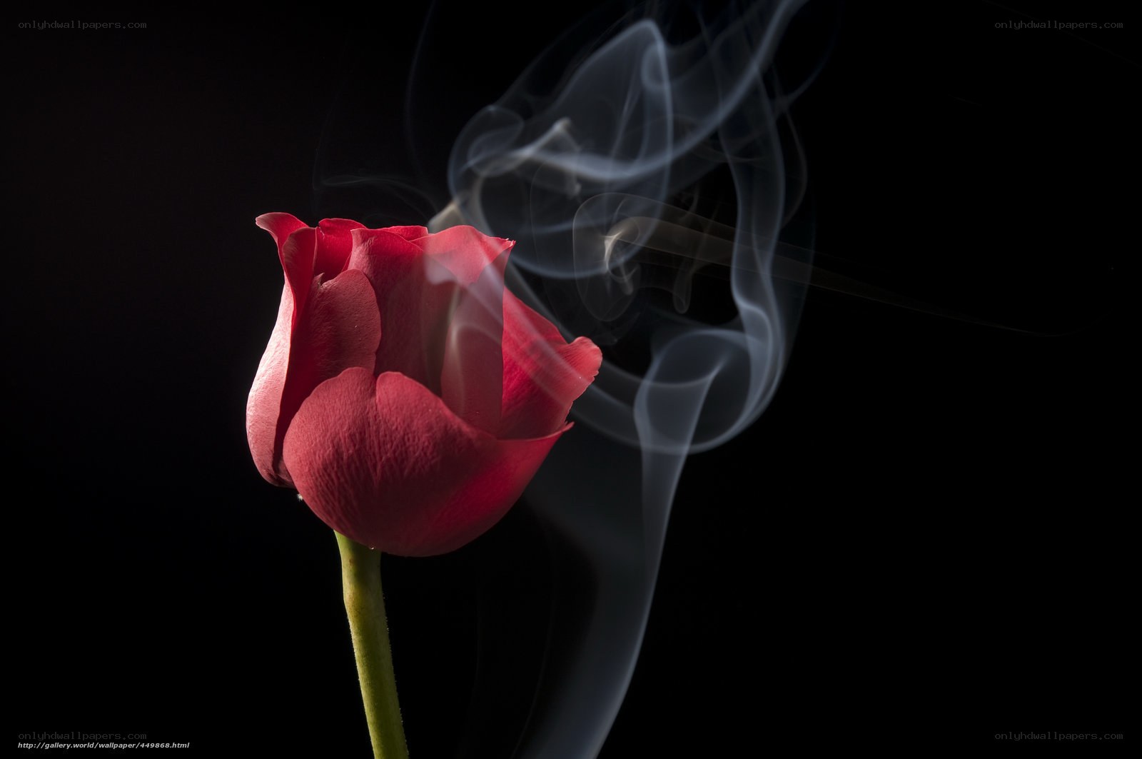 Red rose with smoke