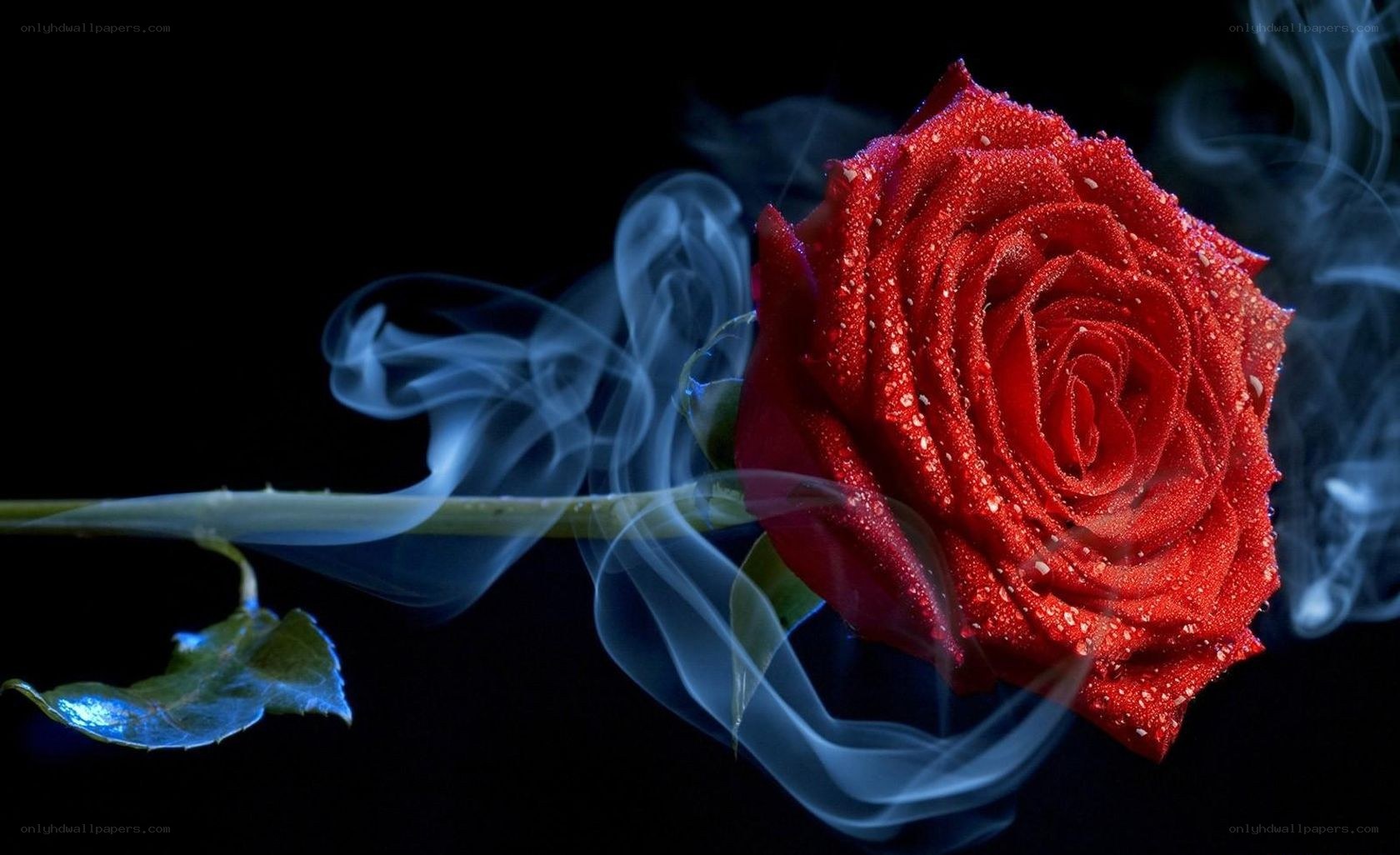 Red rose with smoke
