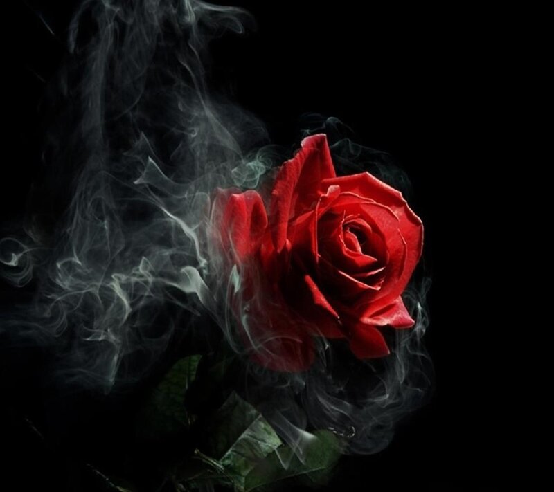 Red Rose with Smoke — Dramatic, Night, Photograph, Leaves