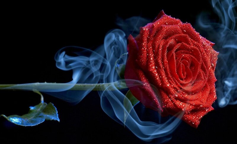 Red Rose with Smoke — Dramatic, Night, Photograph, Stem, Leaf, Black