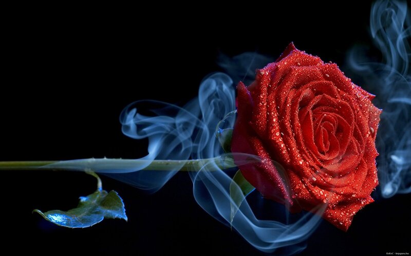 Red Rose with Smoke — Dramatic, Night, Photograph, Stem, Leaf