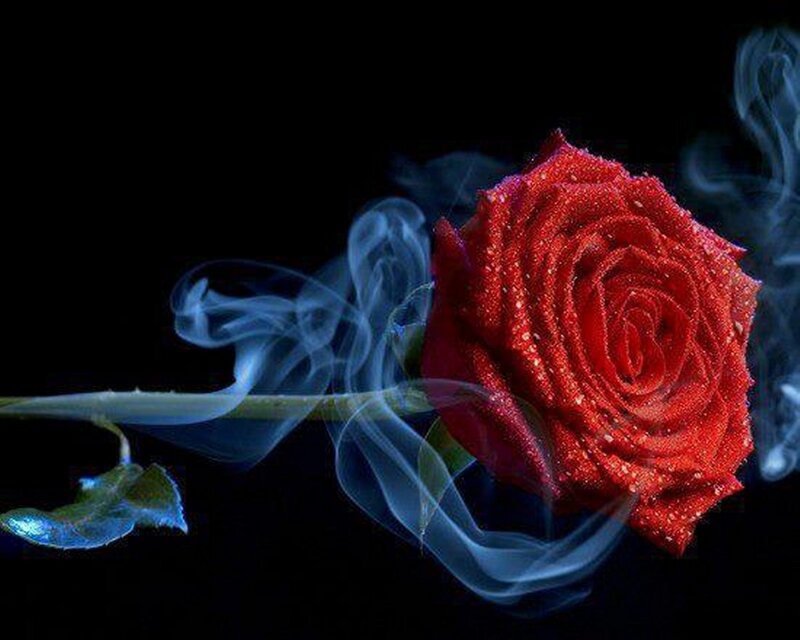 Red Rose with Smoke — Dramatic, Night, Photograph, Stem