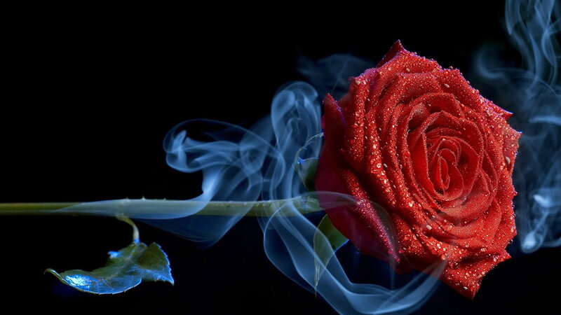 Red Rose with Smoke — Dramatic, Night, Photograph