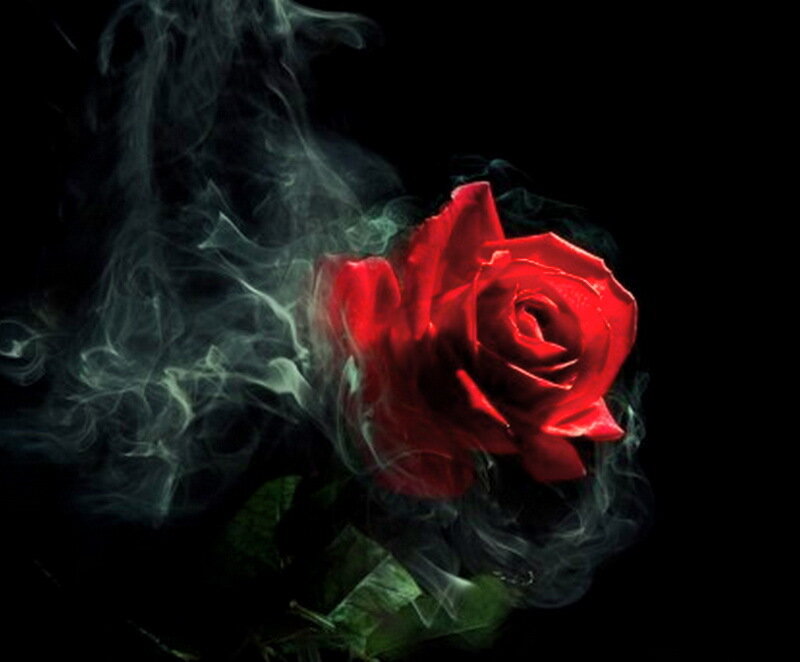 Red Rose with Smoke — Dramatic, Night
