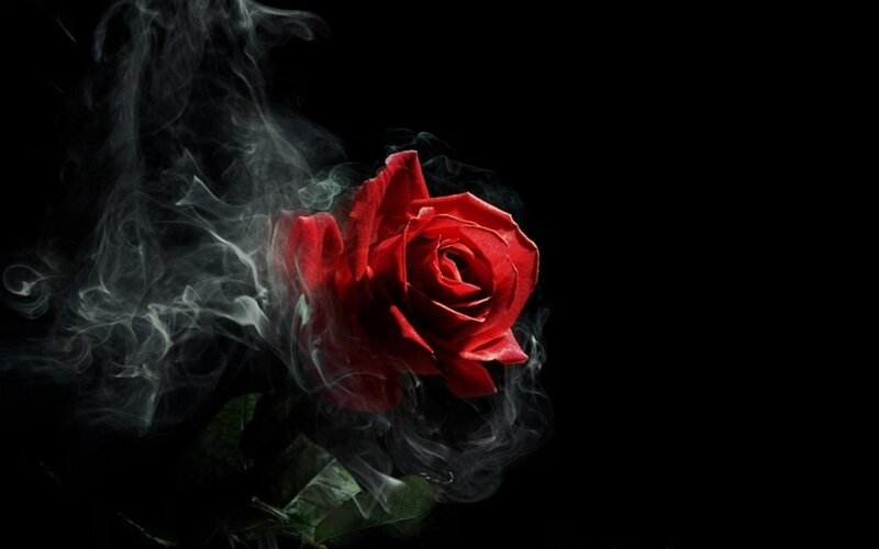 Red Rose with Smoke — Dramatic, Photograph, Black Background