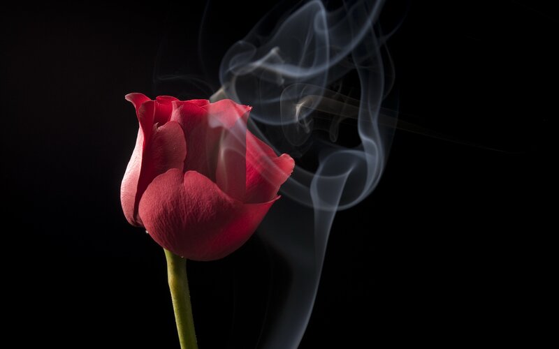 Red Rose with Smoke — Dramatic, Photograph, Stem, Black Background