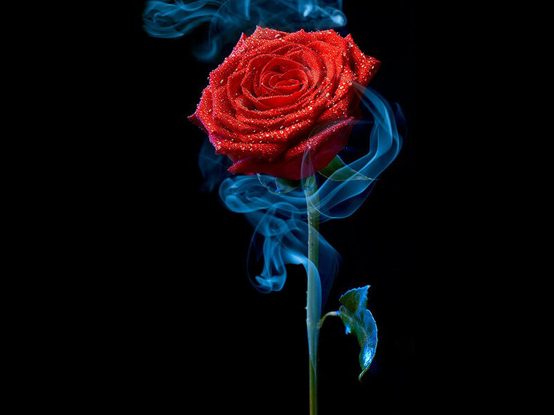 Red Rose with Smoke — Dramatic, Photograph, Stem, Leaf